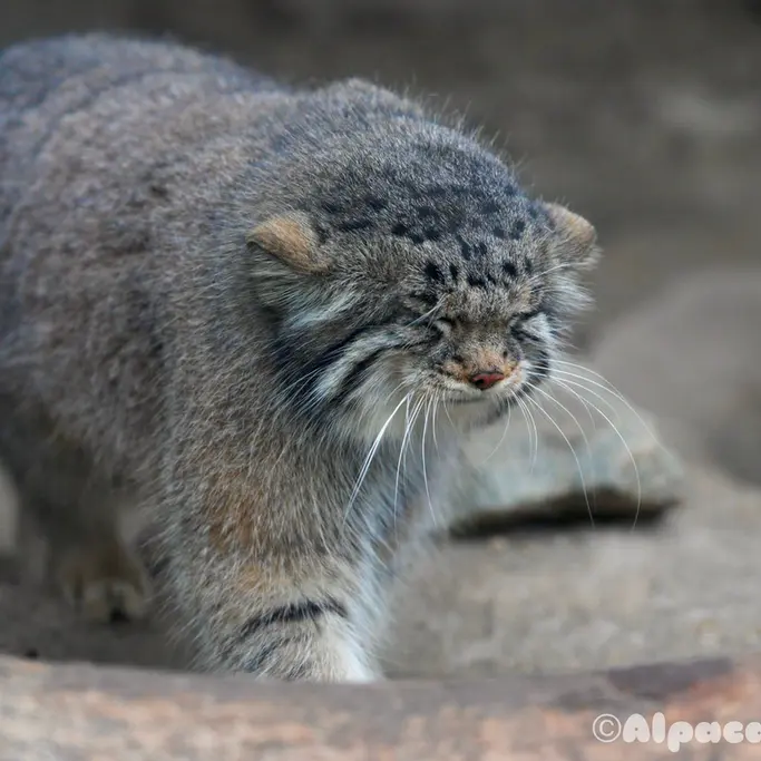 A photograph of Az in Kobe Animal Kingdom