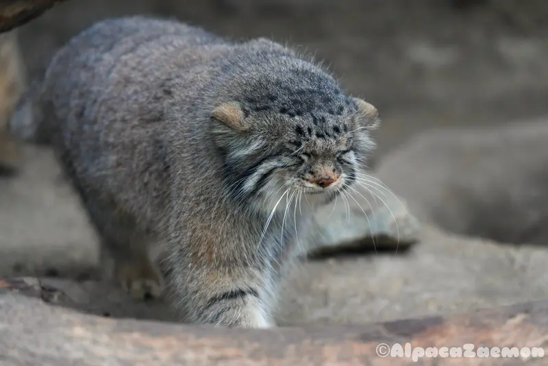 A photograph of Az in Kobe Animal Kingdom