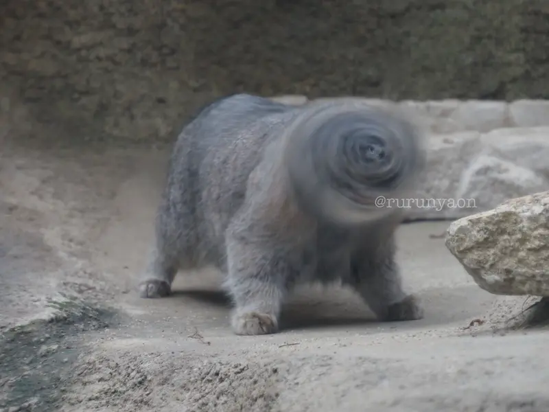 A photograph of a Pallas's cat