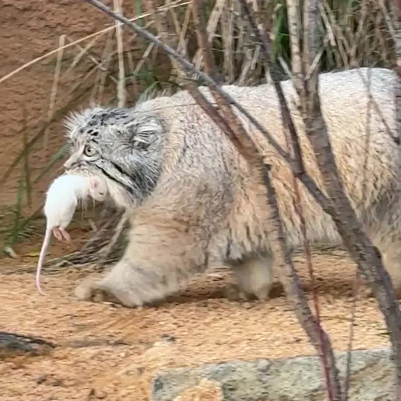 A photograph of a Pallas's cat in Prague Zoo