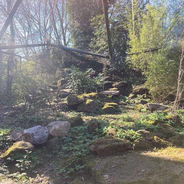 A photograph of a Pallas's cat in Rotterdam Zoo