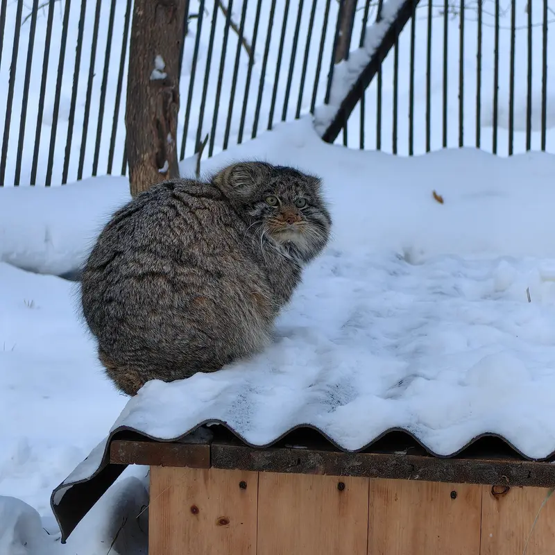 A photograph of Bandit in Novosibirsk Zoo