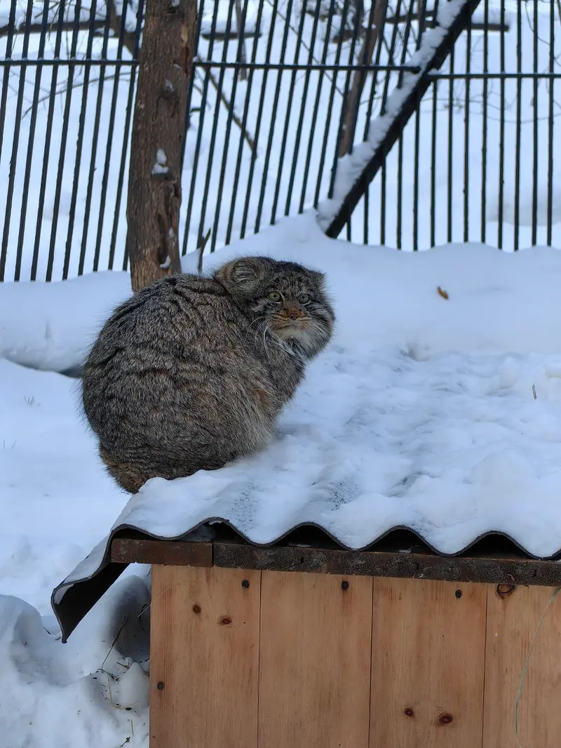 A photograph of Bandit in Novosibirsk Zoo