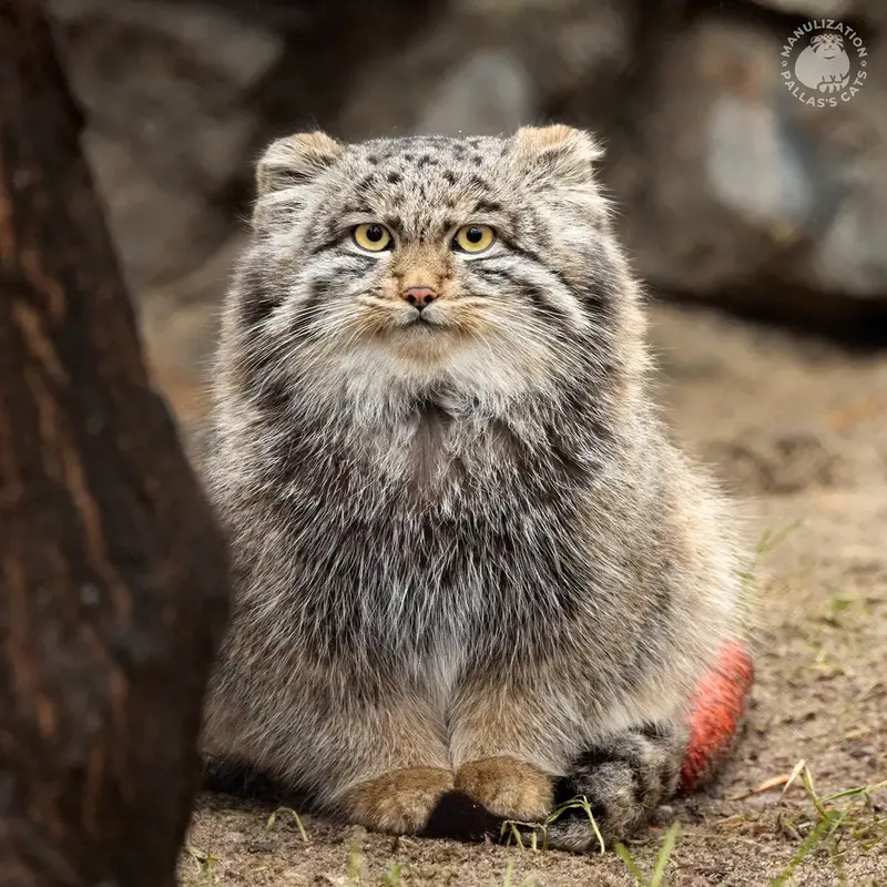 A photograph of Grey in Novosibirsk Zoo