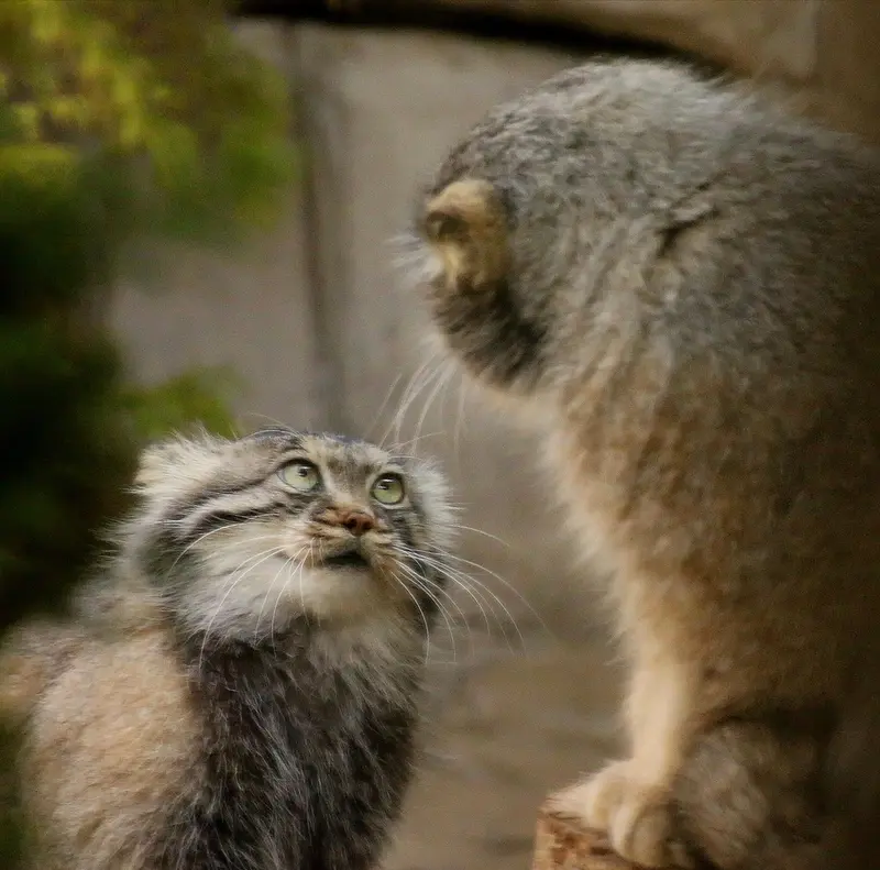 A photograph of a Pallas's cat