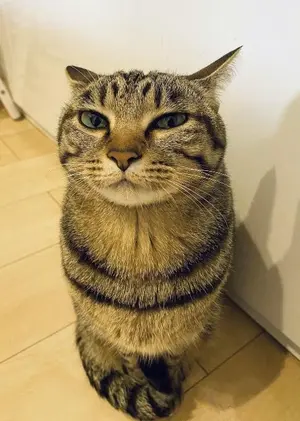 A photograph of a Pallas's cat