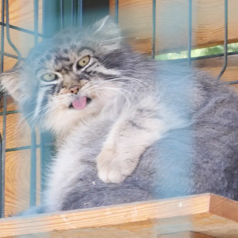 A photograph of a Pallas's cat