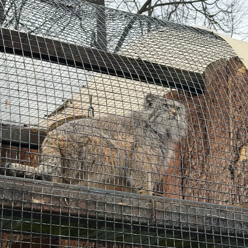 A photograph of Shu in Leningrad zoo