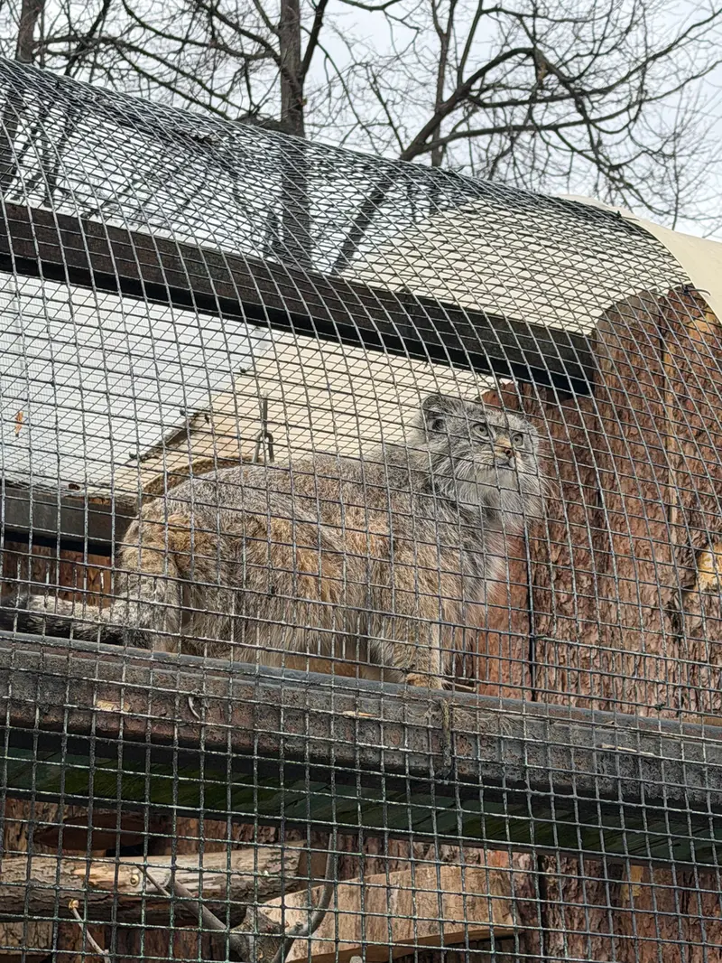 A photograph of Shu in Leningrad zoo
