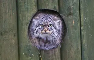 A photograph of a Pallas's cat