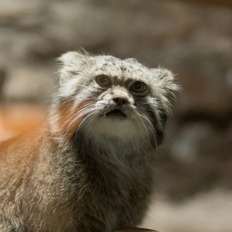 A photograph of Klyon in Ueno Zoological Gardens