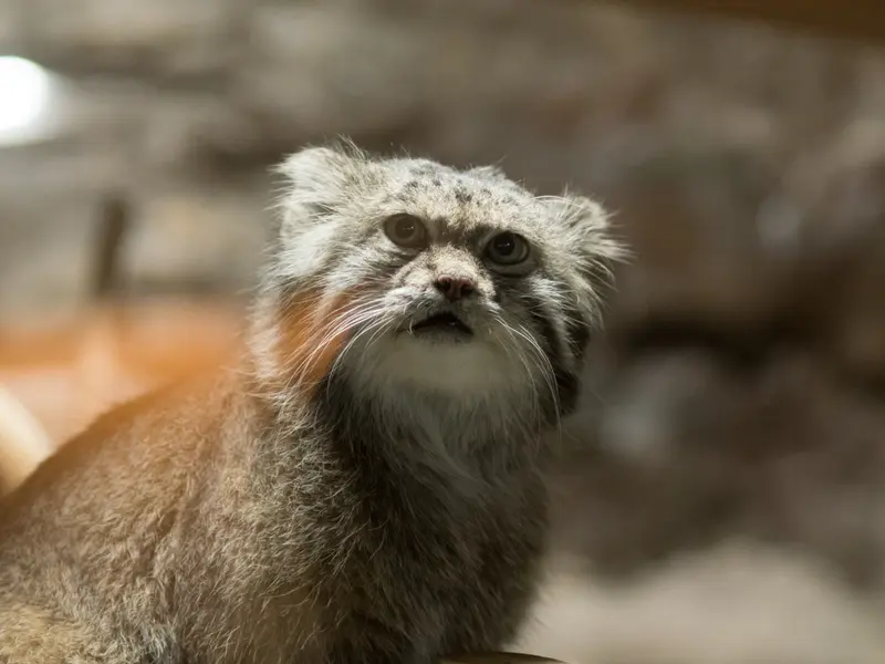 A photograph of Klyon in Ueno Zoological Gardens