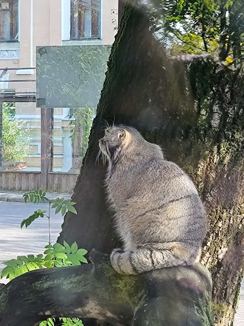 A photograph of a Pallas's cat