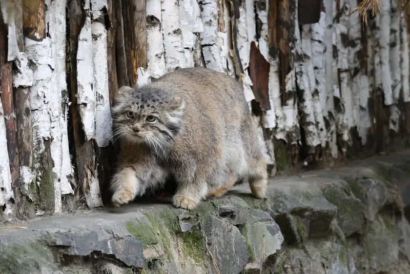 A photograph of Lastochka in Novosibirsk Zoo