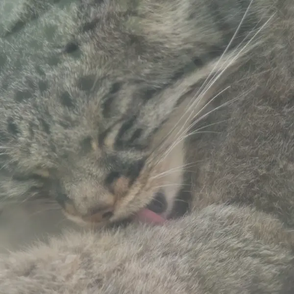 A photograph of Mei in Kobe Animal Kingdom