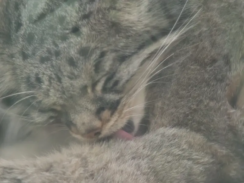 A photograph of Mei in Kobe Animal Kingdom