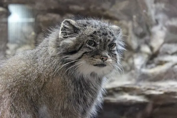 A photograph of Yus in Ueno Zoological Gardens