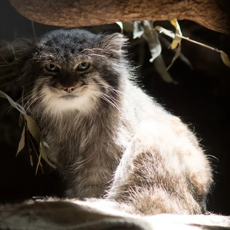 A photograph of Klyon in Ueno Zoological Gardens