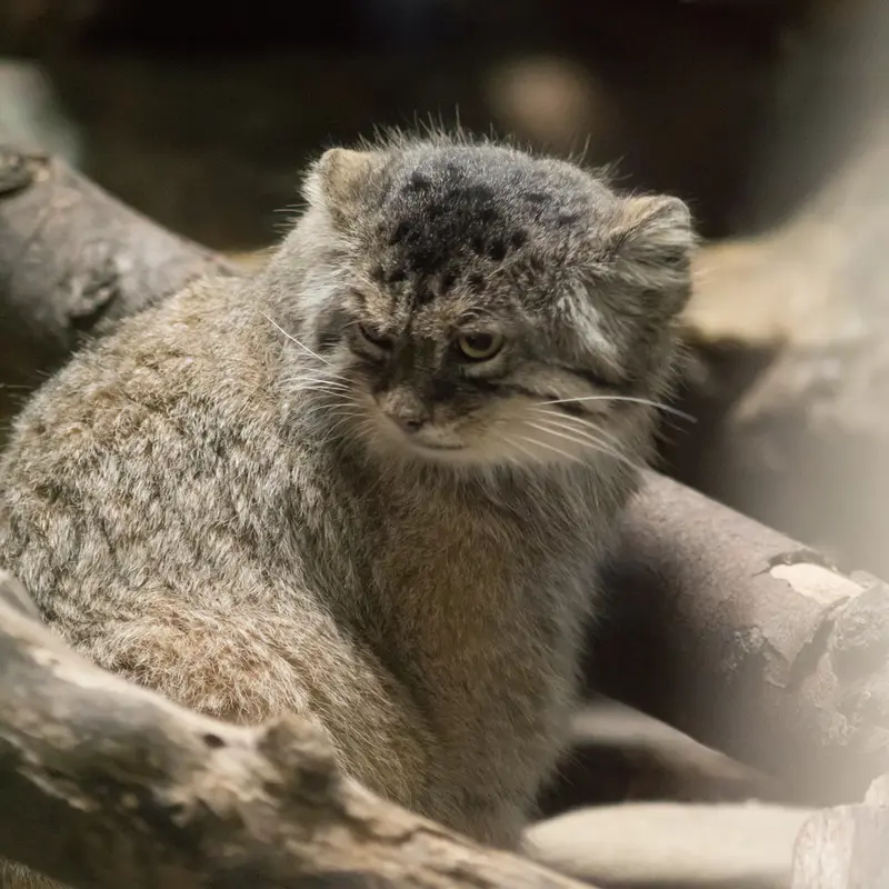 A photograph of Primula in Ueno Zoological Gardens