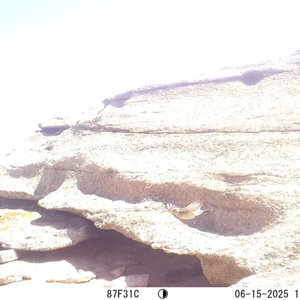 A photograph of a Pallas's cat from Bektauata 1 camera trap