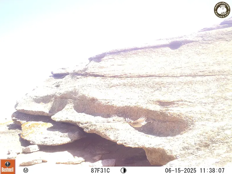 A photograph of a Pallas's cat from Bektauata 1 camera trap