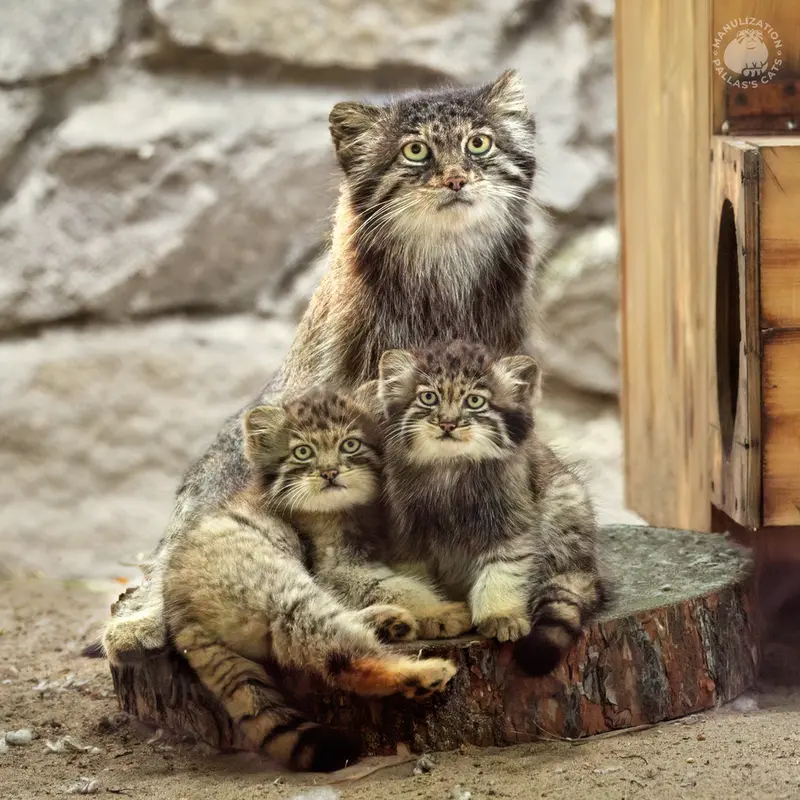 A photograph of Mia, Ginger, and Grey in Novosibirsk Zoo