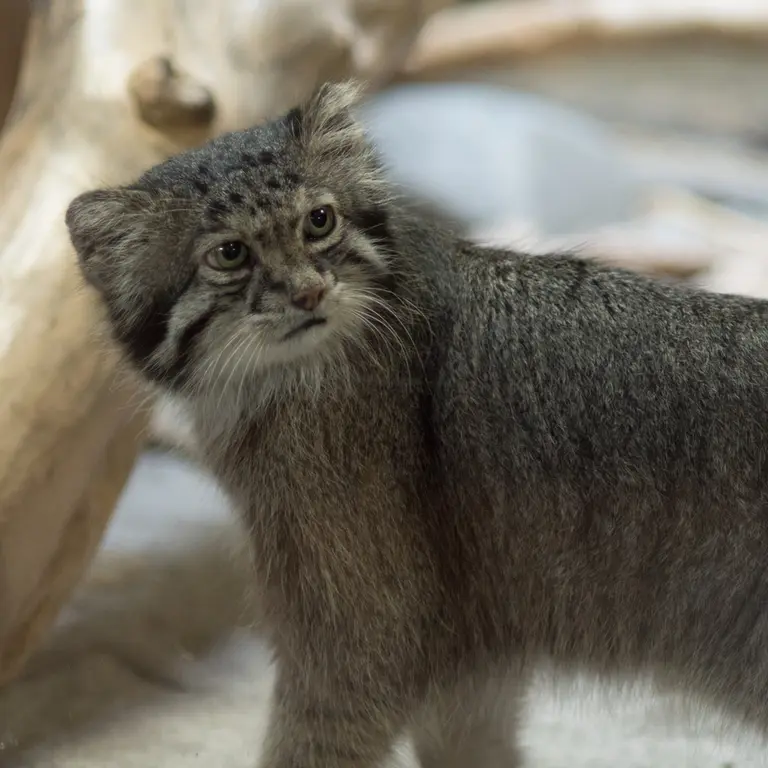 A photograph of Klyon in Ueno Zoological Gardens