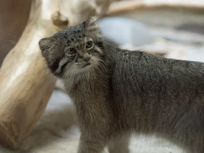 A photograph of Klyon in Ueno Zoological Gardens