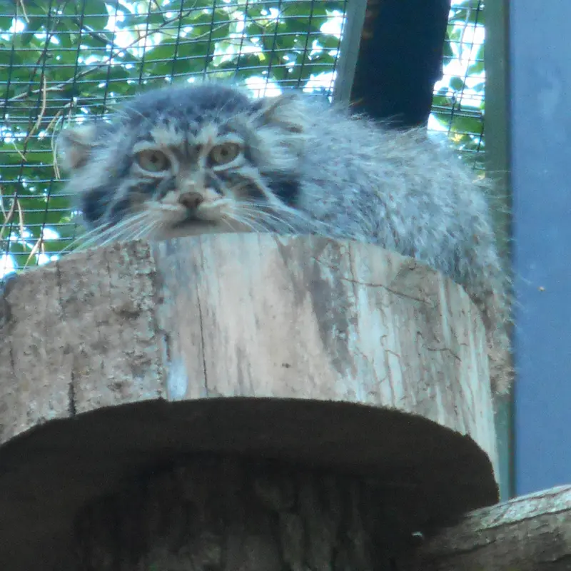 A photograph of a Pallas's cat