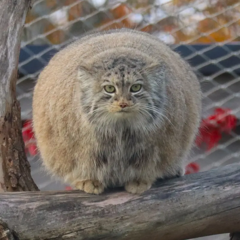 A photograph of a Pallas's cat