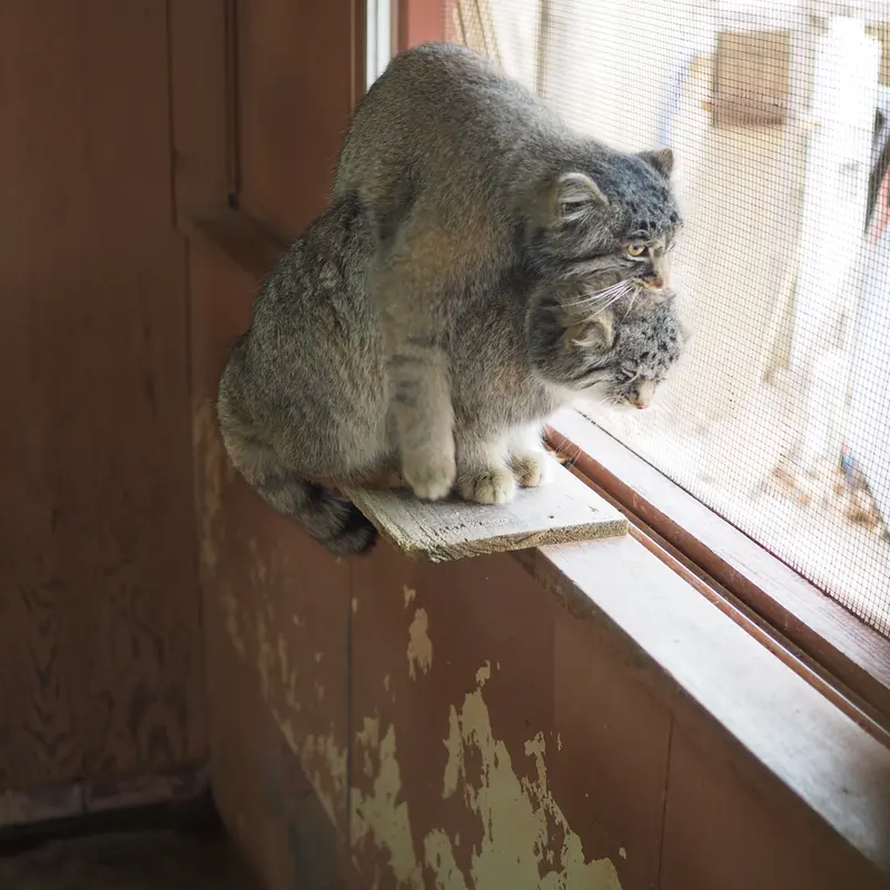 A photograph of Grusha in Saitama Children's Zoo