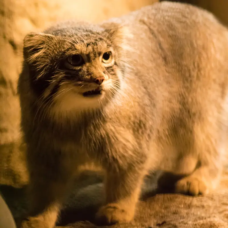 A photograph of Figa in Nogeyama Zoo