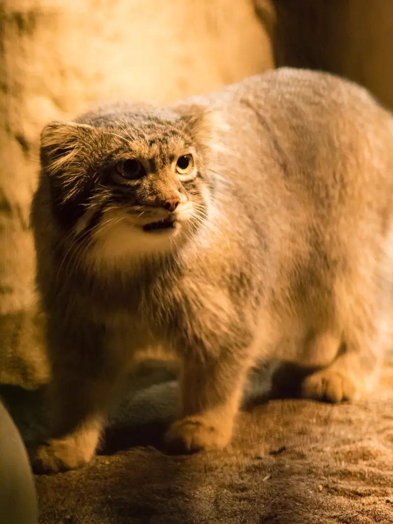 A photograph of Figa in Nogeyama Zoo