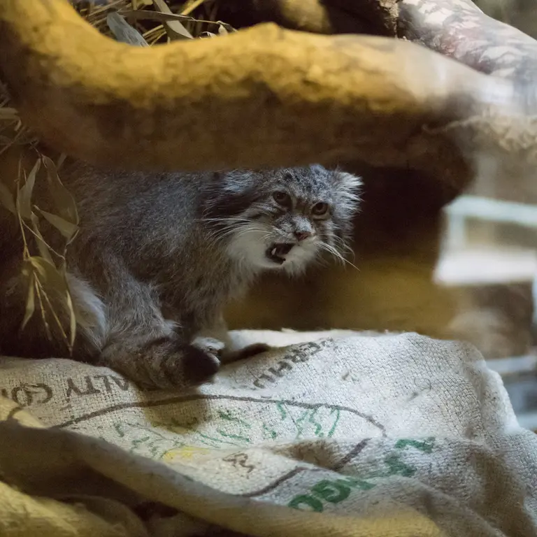 A photograph of Klyon in Ueno Zoological Gardens