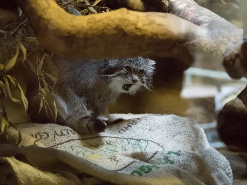 A photograph of Klyon in Ueno Zoological Gardens