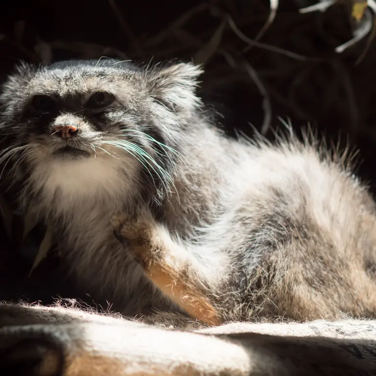 A photograph of Klyon in Ueno Zoological Gardens