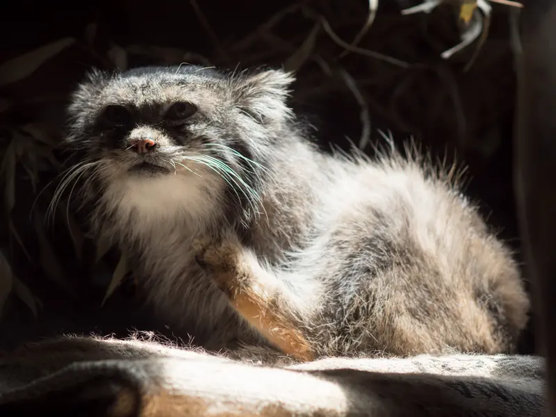 A photograph of Klyon in Ueno Zoological Gardens