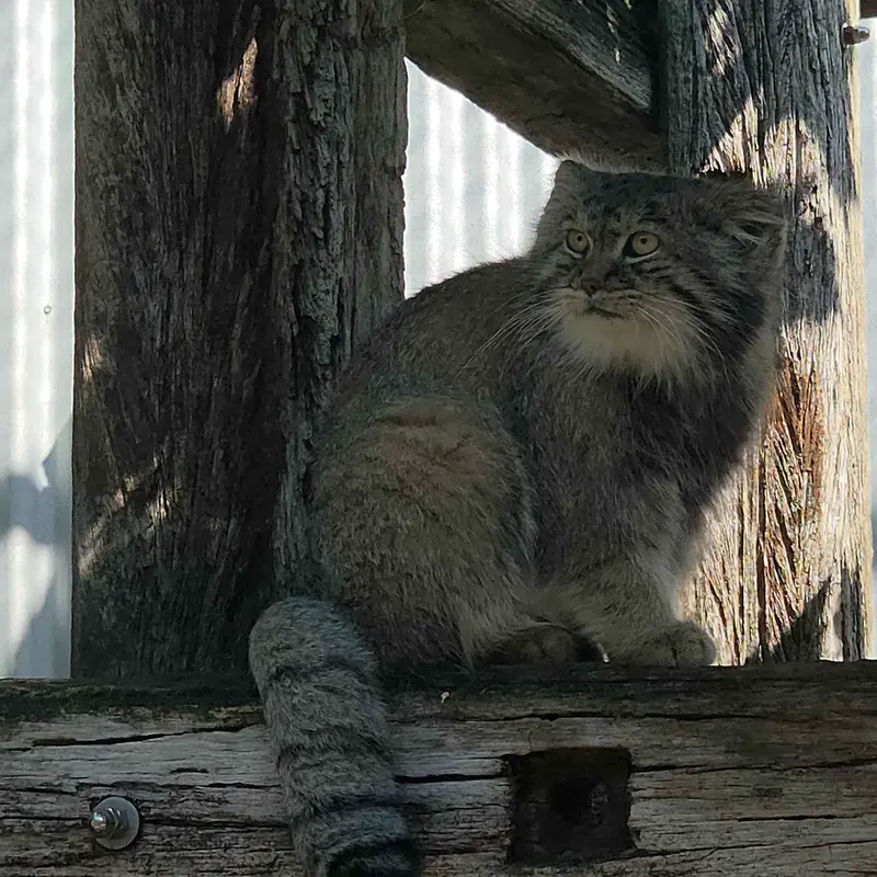 A photograph of Aldan in Zie-Zoo