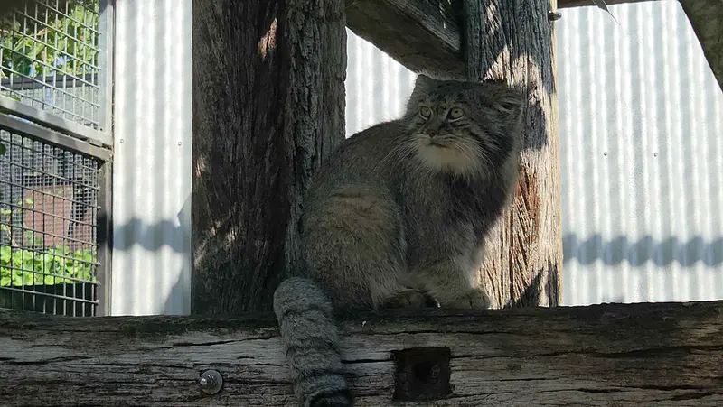 A photograph of Aldan in Zie-Zoo