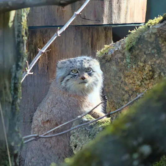 A photograph of Pluschi in Hellabrunn zoo