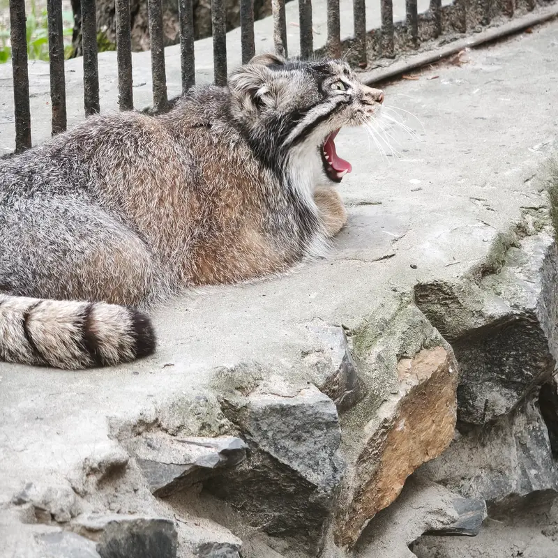 A photograph of Grey in Novosibirsk Zoo