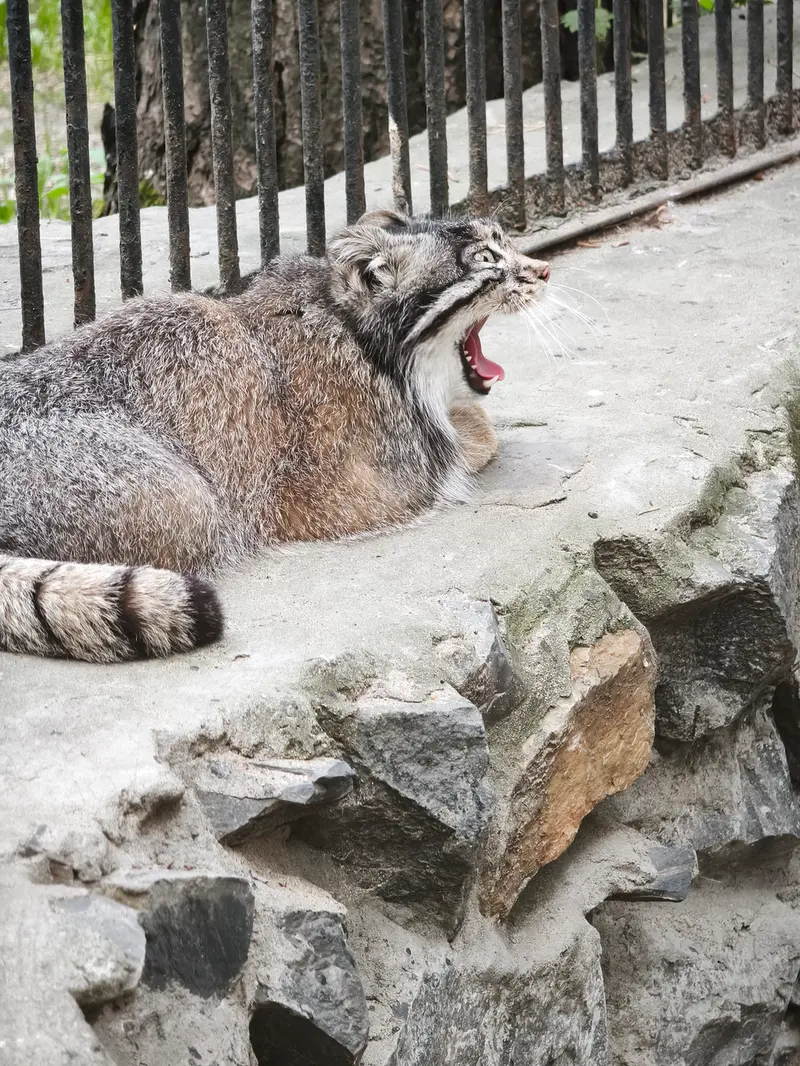 A photograph of Grey in Novosibirsk Zoo
