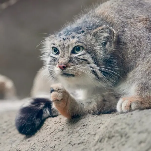A photograph of Az in Kobe Animal Kingdom