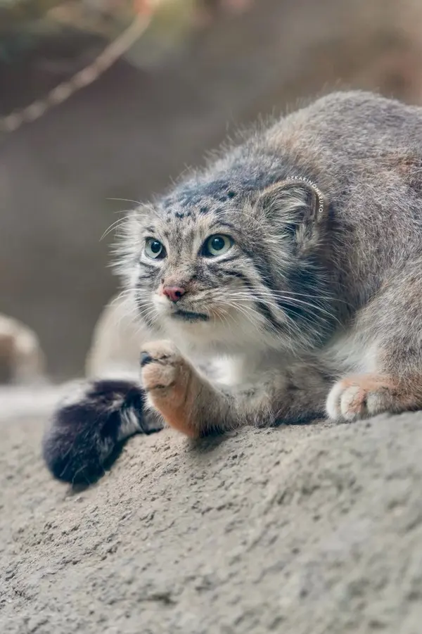 A photograph of Az in Kobe Animal Kingdom