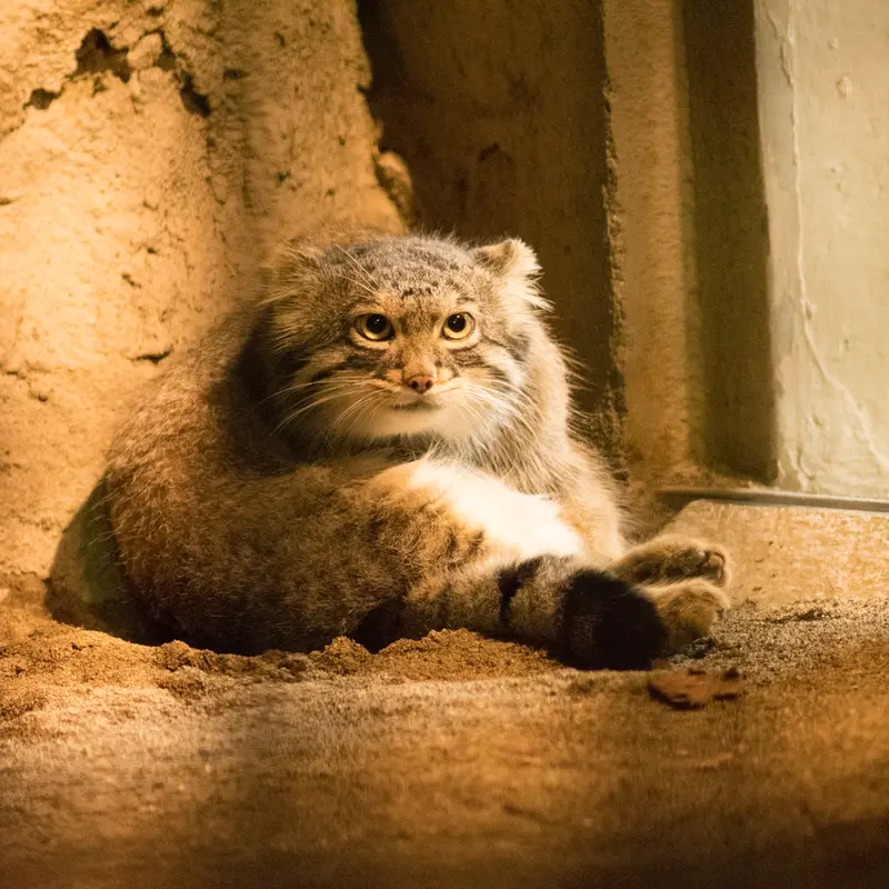 A photograph of Figa in Nogeyama Zoo