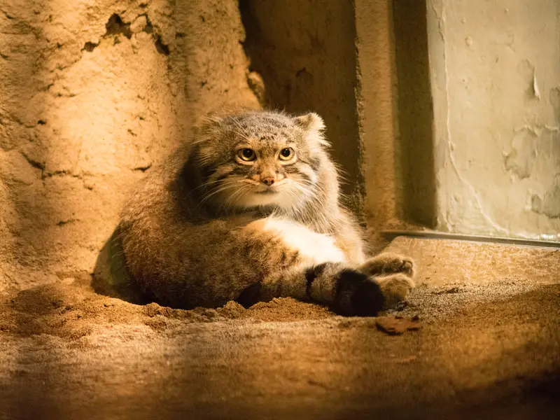 A photograph of Figa in Nogeyama Zoo