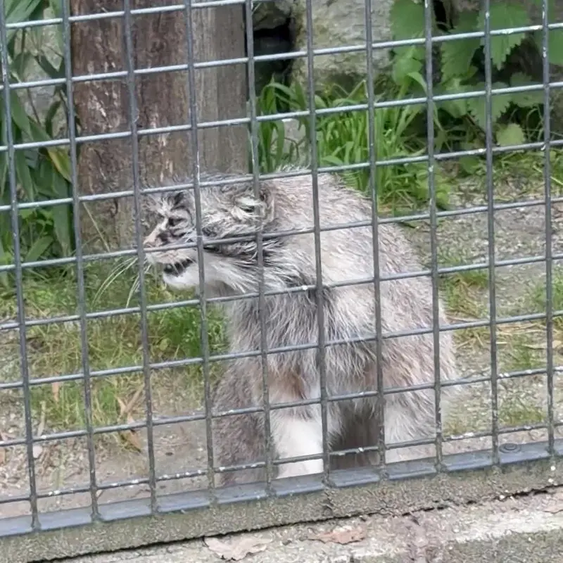 A photograph of a Pallas's cat in Zie-Zoo