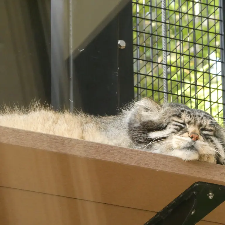 A photograph of Grusha in Asahiyama Zoo