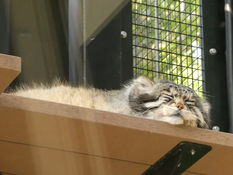 A photograph of Grusha in Asahiyama Zoo