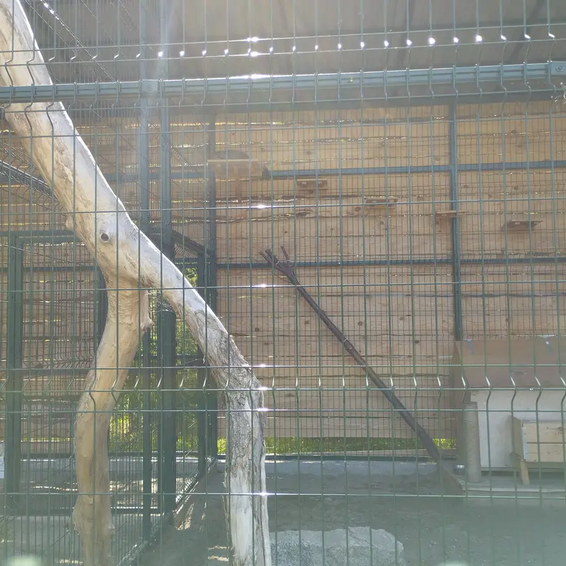 A photograph of Chip in Barnaul zoo “Lesnaya skazka”